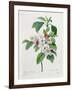 Apple Blossom, from "Les Choix Des Plus Belles Fleurs"-Pierre Joseph Redout?-Framed Giclee Print