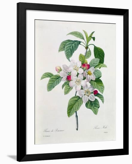 Apple Blossom, from "Les Choix Des Plus Belles Fleurs"-Pierre Joseph Redout?-Framed Giclee Print