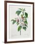 Apple Blossom, from "Les Choix Des Plus Belles Fleurs"-Pierre Joseph Redout?-Framed Giclee Print