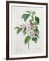 Apple Blossom, from "Les Choix Des Plus Belles Fleurs"-Pierre Joseph Redout?-Framed Giclee Print