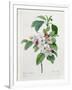 Apple Blossom, from "Les Choix Des Plus Belles Fleurs"-Pierre Joseph Redout?-Framed Giclee Print