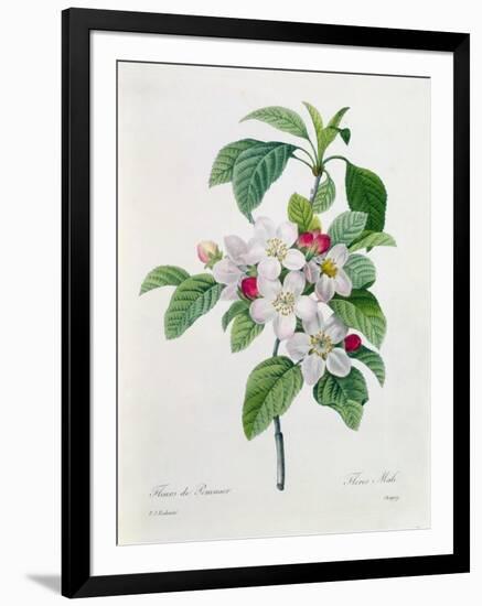 Apple Blossom, from "Les Choix Des Plus Belles Fleurs"-Pierre Joseph Redout?-Framed Giclee Print