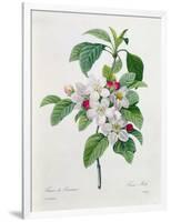 Apple Blossom, from "Les Choix Des Plus Belles Fleurs"-Pierre Joseph Redout?-Framed Giclee Print