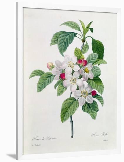 Apple Blossom, from "Les Choix Des Plus Belles Fleurs"-Pierre Joseph Redout?-Framed Giclee Print