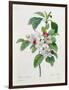 Apple Blossom, from "Les Choix Des Plus Belles Fleurs"-Pierre Joseph Redout?-Framed Giclee Print