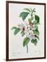 Apple Blossom, from "Les Choix Des Plus Belles Fleurs"-Pierre Joseph Redout?-Framed Giclee Print