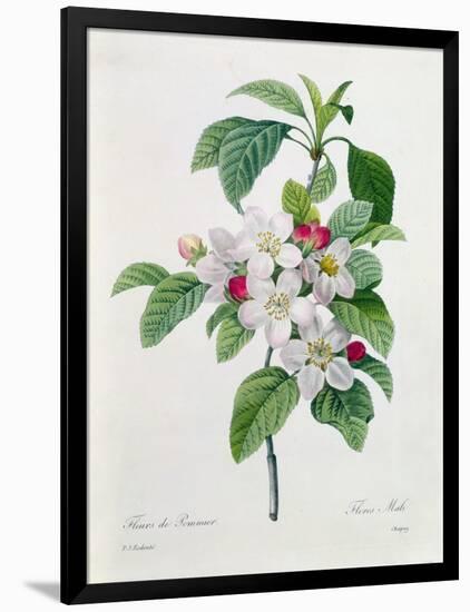 Apple Blossom, from "Les Choix Des Plus Belles Fleurs"-Pierre Joseph Redout?-Framed Giclee Print