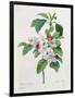 Apple Blossom, from "Les Choix Des Plus Belles Fleurs"-Pierre Joseph Redout?-Framed Giclee Print