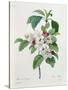 Apple Blossom, from "Les Choix Des Plus Belles Fleurs"-Pierre Joseph Redout?-Stretched Canvas