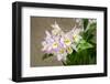Apple blossom, Iwanagara orchid, USA-Lisa Engelbrecht-Framed Photographic Print