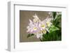 Apple blossom, Iwanagara orchid, USA-Lisa Engelbrecht-Framed Photographic Print