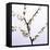 Apple Blossom (Malus Sp.)-Johnny Greig-Framed Stretched Canvas