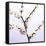 Apple Blossom (Malus Sp.)-Johnny Greig-Framed Stretched Canvas