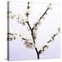 Apple Blossom (Malus Sp.)-Johnny Greig-Stretched Canvas