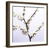 Apple Blossom (Malus Sp.)-Johnny Greig-Framed Premium Photographic Print