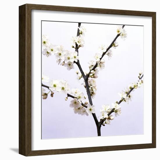 Apple Blossom (Malus Sp.)-Johnny Greig-Framed Premium Photographic Print