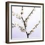 Apple Blossom (Malus Sp.)-Johnny Greig-Framed Premium Photographic Print