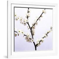 Apple Blossom (Malus Sp.)-Johnny Greig-Framed Photographic Print