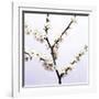 Apple Blossom (Malus Sp.)-Johnny Greig-Framed Photographic Print