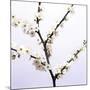 Apple Blossom (Malus Sp.)-Johnny Greig-Mounted Photographic Print