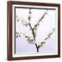 Apple Blossom (Malus Sp.)-Johnny Greig-Framed Photographic Print