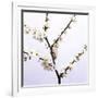 Apple Blossom (Malus Sp.)-Johnny Greig-Framed Photographic Print