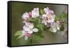 Apple Blossom (Malus X Domestica)-Dr. Keith Wheeler-Framed Stretched Canvas