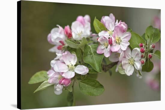 Apple Blossom (Malus X Domestica)-Dr. Keith Wheeler-Stretched Canvas