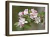 Apple Blossom (Malus X Domestica)-Dr. Keith Wheeler-Framed Photographic Print