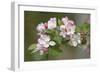 Apple Blossom (Malus X Domestica)-Dr. Keith Wheeler-Framed Photographic Print