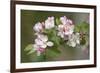 Apple Blossom (Malus X Domestica)-Dr. Keith Wheeler-Framed Photographic Print