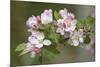 Apple Blossom (Malus X Domestica)-Dr. Keith Wheeler-Mounted Photographic Print