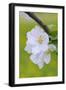 Apple Blossom, Medium Close-Up, Apple-Tree, Tree, Spring-Herbert Kehrer-Framed Photographic Print