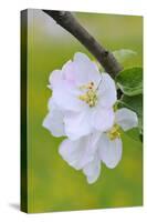 Apple Blossom, Medium Close-Up, Apple-Tree, Tree, Spring-Herbert Kehrer-Stretched Canvas