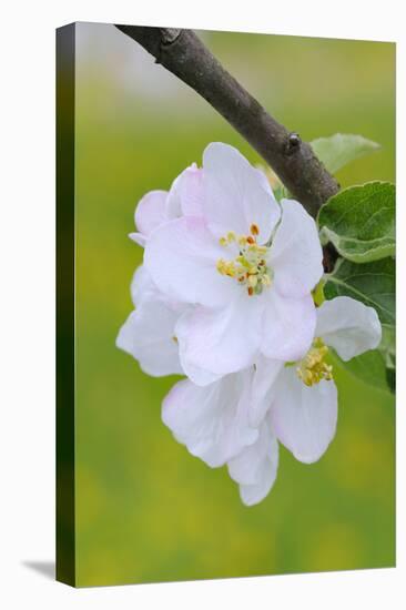 Apple Blossom, Medium Close-Up, Apple-Tree, Tree, Spring-Herbert Kehrer-Stretched Canvas