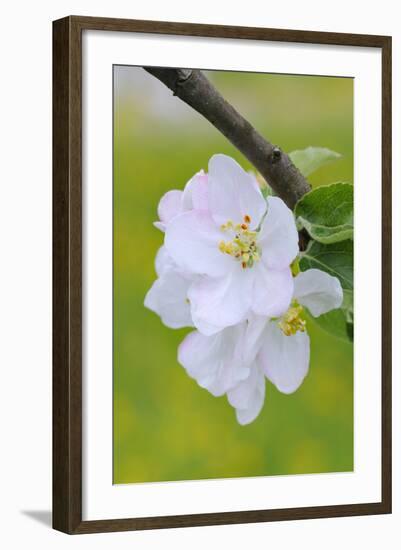 Apple Blossom, Medium Close-Up, Apple-Tree, Tree, Spring-Herbert Kehrer-Framed Photographic Print