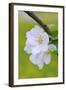 Apple Blossom, Medium Close-Up, Apple-Tree, Tree, Spring-Herbert Kehrer-Framed Photographic Print
