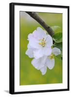 Apple Blossom, Medium Close-Up, Apple-Tree, Tree, Spring-Herbert Kehrer-Framed Photographic Print