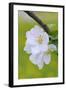 Apple Blossom, Medium Close-Up, Apple-Tree, Tree, Spring-Herbert Kehrer-Framed Photographic Print