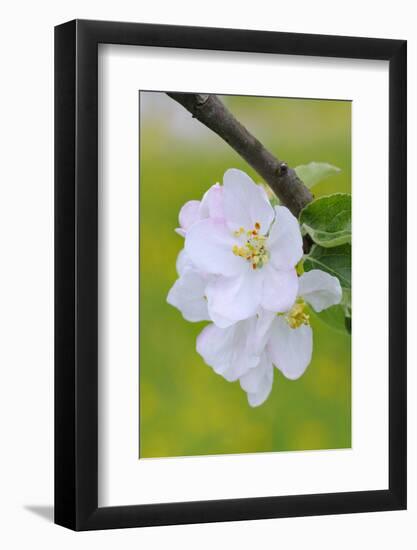 Apple Blossom, Medium Close-Up, Apple-Tree, Tree, Spring-Herbert Kehrer-Framed Photographic Print