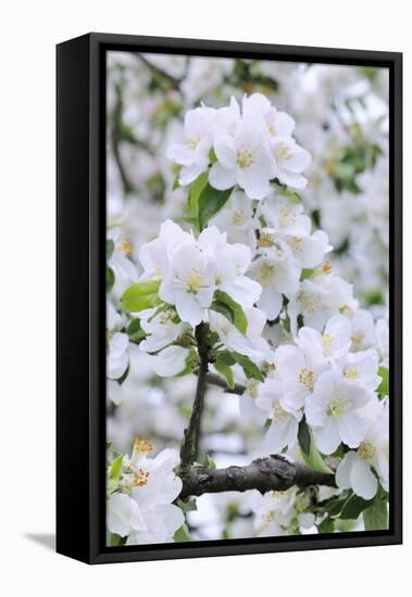 Apple Blossom, Medium Close-Up, Apple-Tree, Tree, Spring-Herbert Kehrer-Framed Stretched Canvas