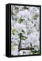 Apple Blossom, Medium Close-Up, Apple-Tree, Tree, Spring-Herbert Kehrer-Framed Stretched Canvas