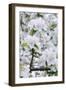 Apple Blossom, Medium Close-Up, Apple-Tree, Tree, Spring-Herbert Kehrer-Framed Photographic Print