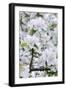 Apple Blossom, Medium Close-Up, Apple-Tree, Tree, Spring-Herbert Kehrer-Framed Photographic Print