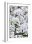 Apple Blossom, Medium Close-Up, Apple-Tree, Tree, Spring-Herbert Kehrer-Framed Photographic Print