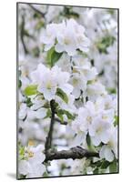 Apple Blossom, Medium Close-Up, Apple-Tree, Tree, Spring-Herbert Kehrer-Mounted Photographic Print