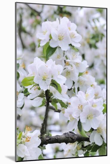 Apple Blossom, Medium Close-Up, Apple-Tree, Tree, Spring-Herbert Kehrer-Mounted Photographic Print