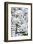 Apple Blossom, Medium Close-Up, Apple-Tree, Tree, Spring-Herbert Kehrer-Framed Photographic Print