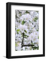 Apple Blossom, Medium Close-Up, Apple-Tree, Tree, Spring-Herbert Kehrer-Framed Photographic Print