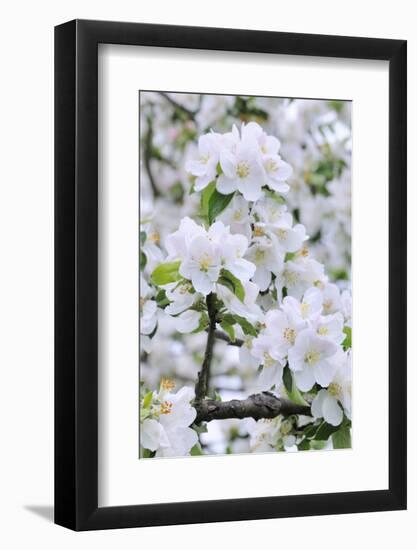 Apple Blossom, Medium Close-Up, Apple-Tree, Tree, Spring-Herbert Kehrer-Framed Photographic Print